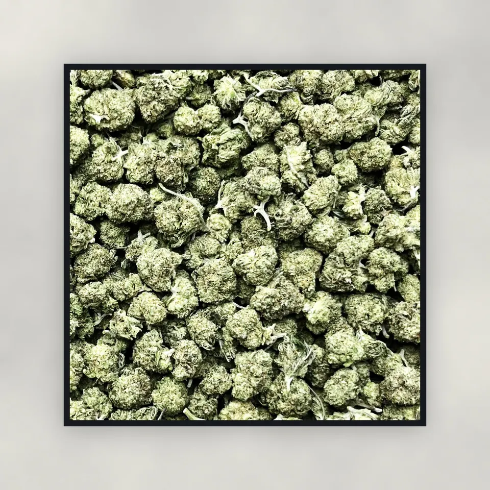 A pound of Blue Dream hemp THCA flower on concrete, light-dep