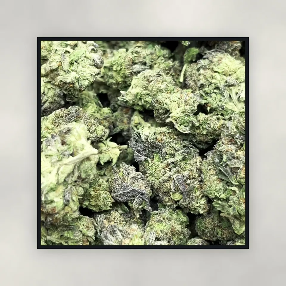 A pound of Gelato 45 hemp THCA flower on concrete, greenhouse