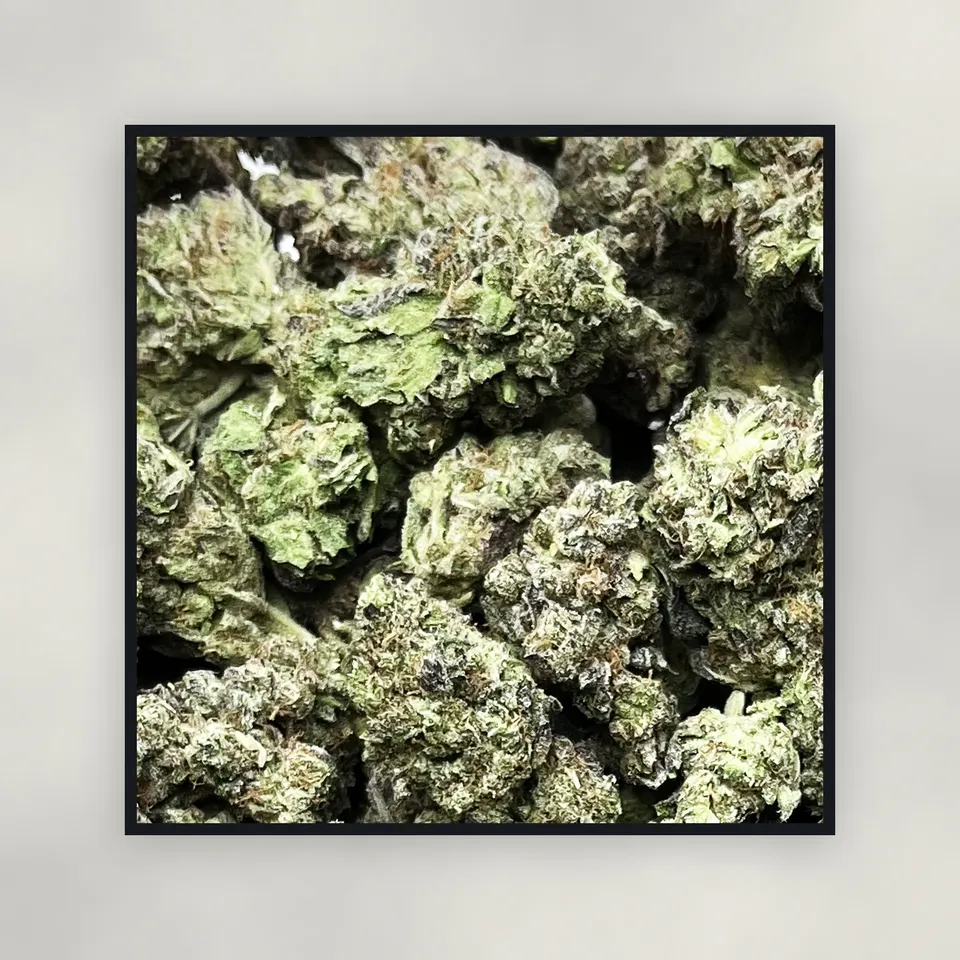 A pound of GMO hemp THCA flower on concrete, light-dep