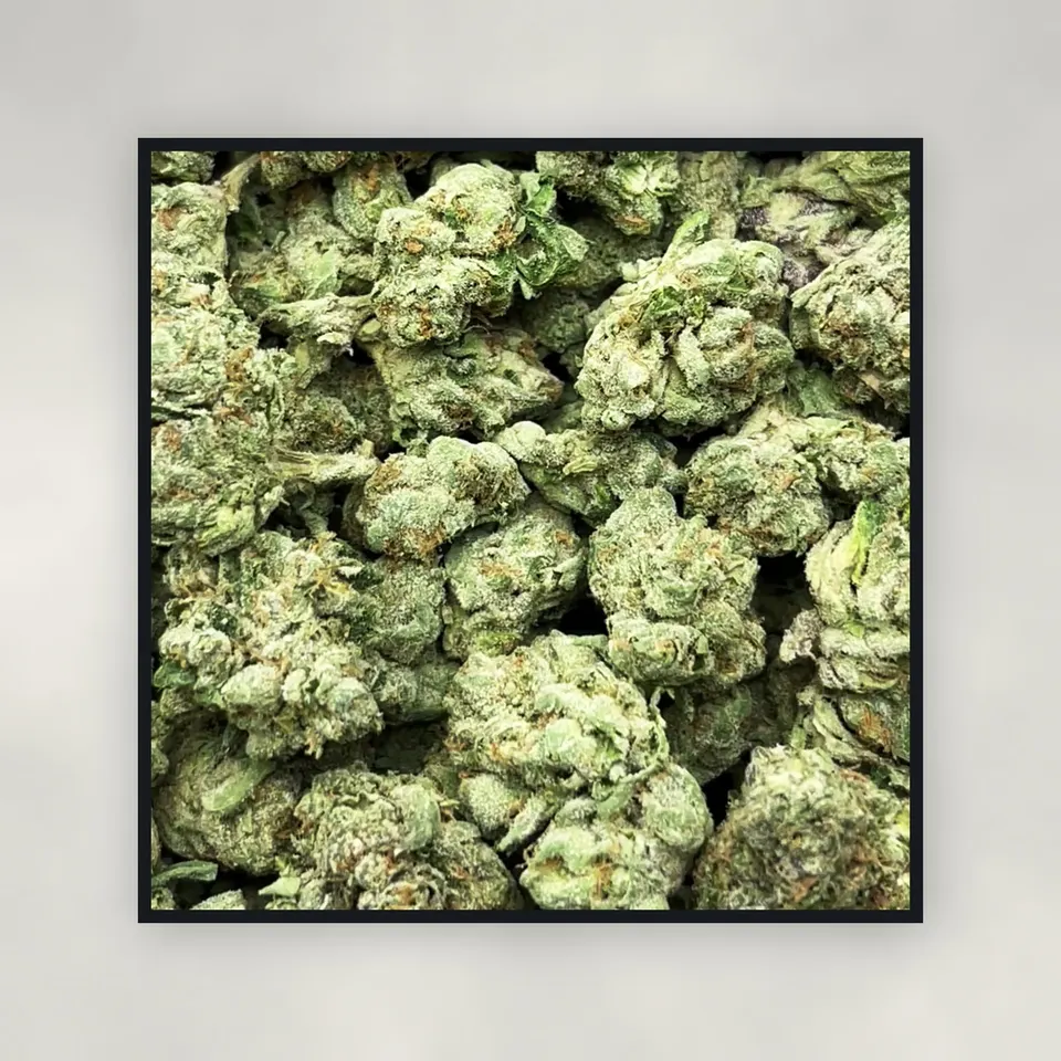 A pound of Sugar Tarts hemp THCA flower on concrete, greenhouse