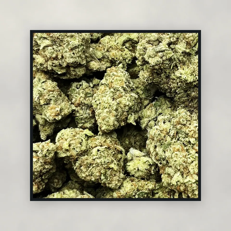 A pound of Tropicana hemp THCA flower on concrete, greenhouse